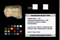 Foto (Objekt + Etikett) von Goniodromites bidentatus (Reuss, 1859)  (NHMW-GEO-1990-0041-2595)